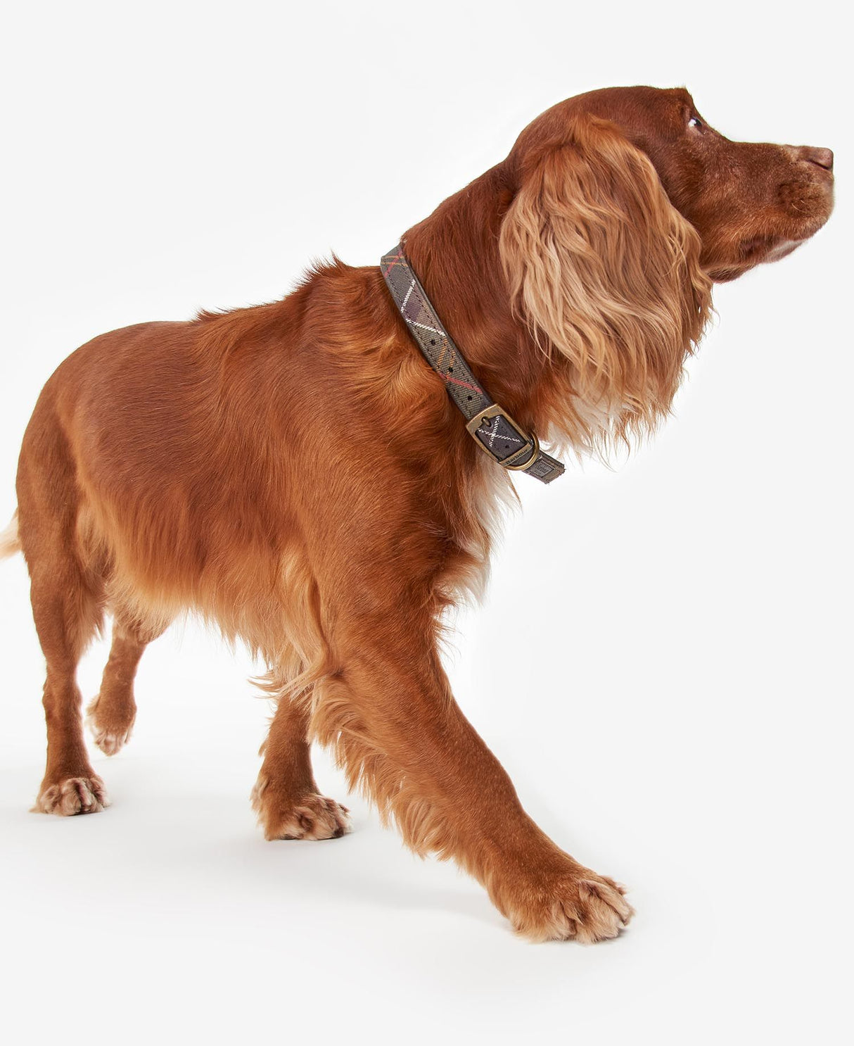 Classic-Tartan-Leather-Collar-4