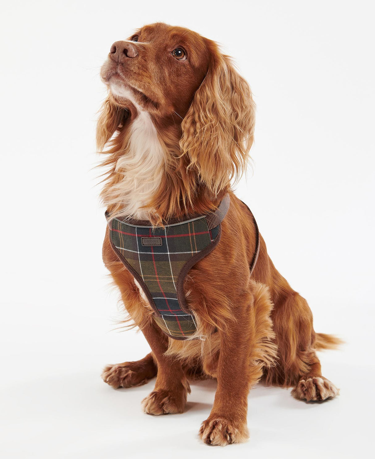 Barbour-Travel-Excercise-Harness-4