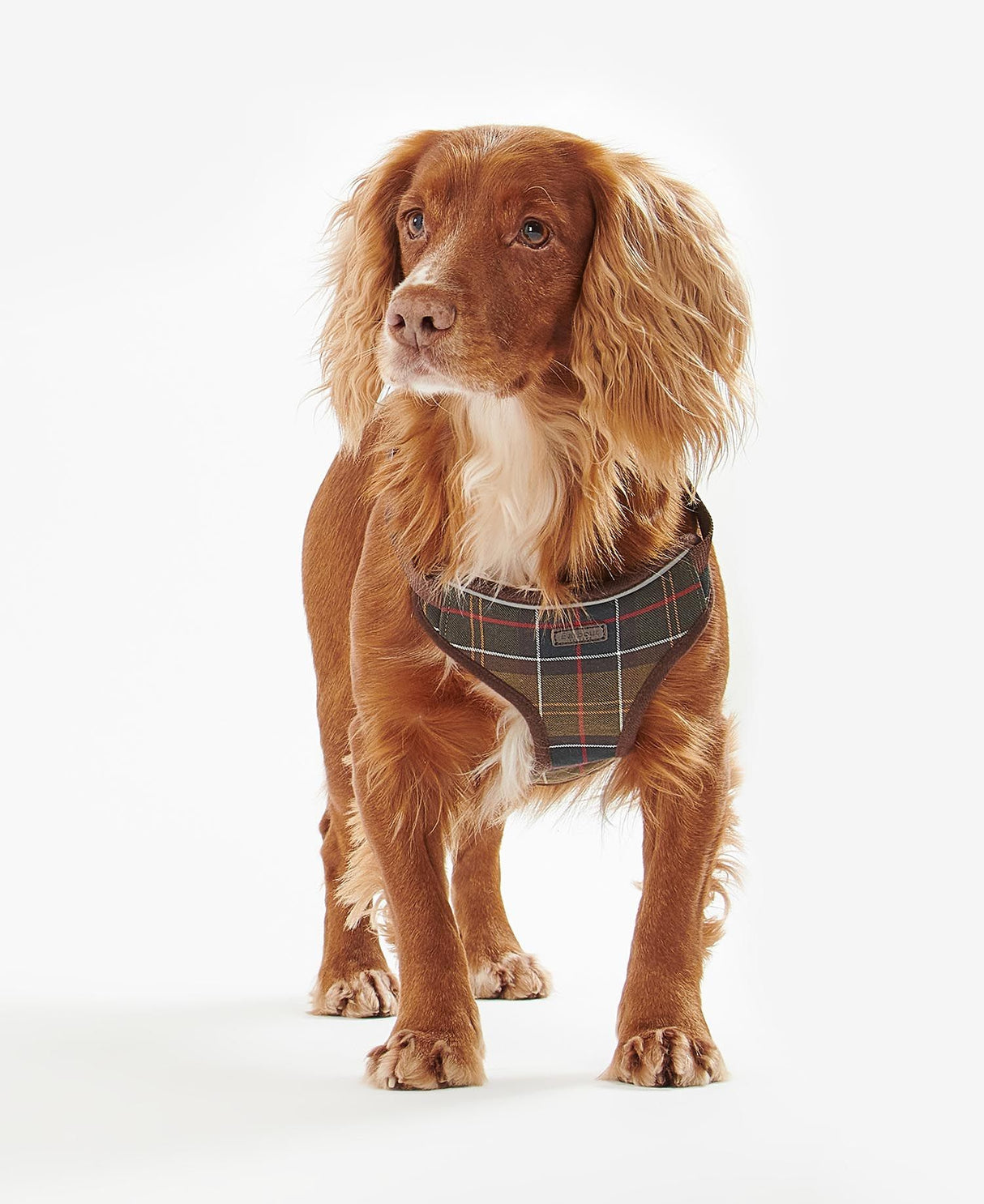Barbour-Travel-Excercise-Harness-5