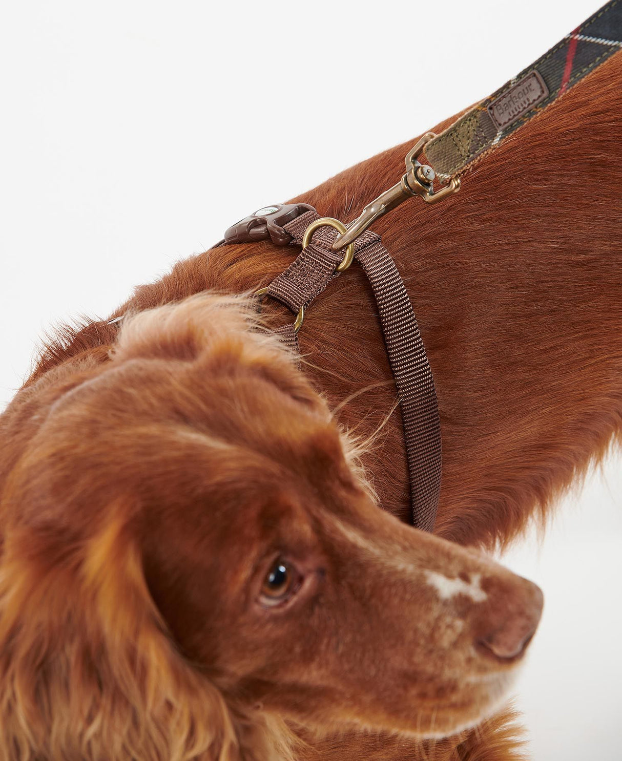 Barbour-Travel-Excercise-Harness-6