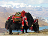 Bos_grunniens_at_Yundrok_Yumtso_Lake5ccb378b35780