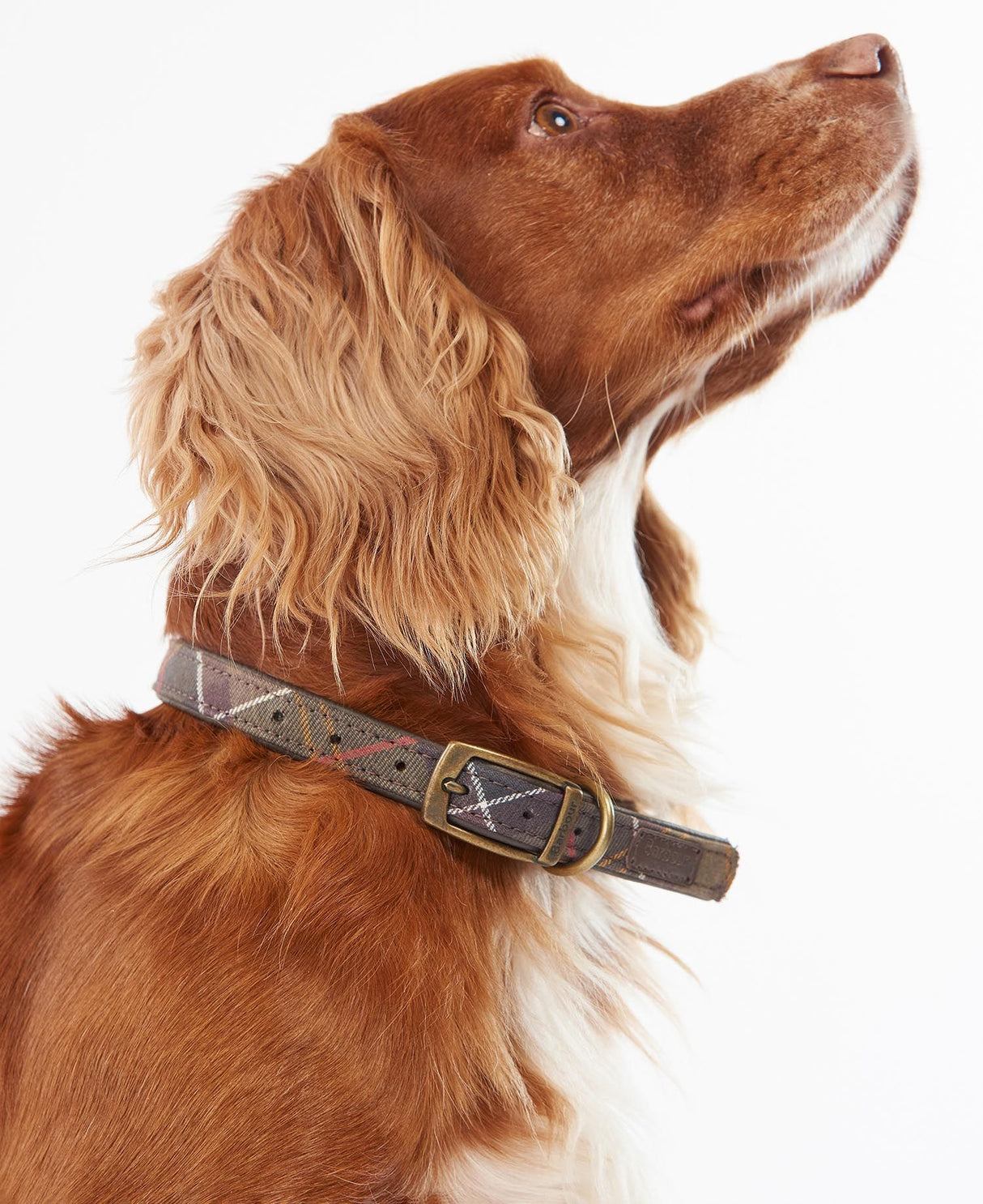 Classic-Tartan-Leather-Collar-3