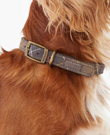 Classic-Tartan-Leather-Collar-5