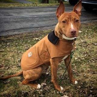 Dog chore coat XL